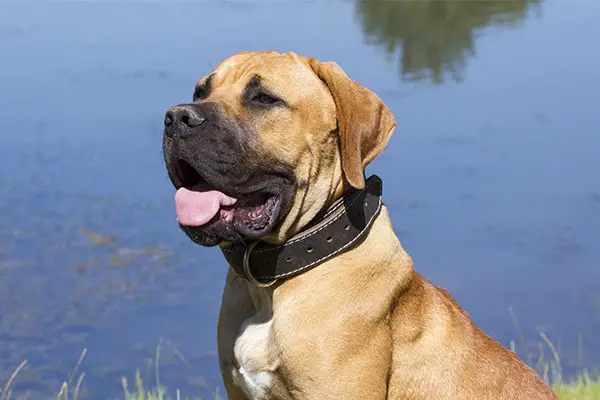 Boerboel