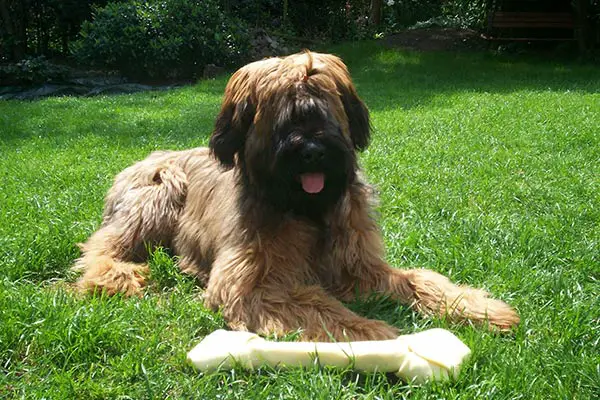 Briard Dog