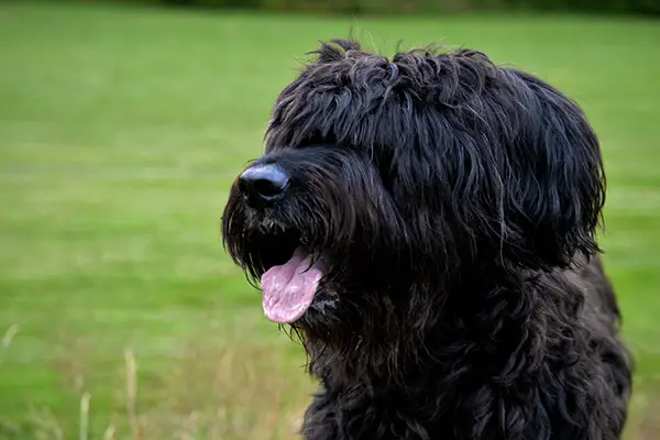 Briard