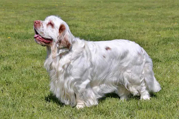 Clumber Spaniel Dog Breed