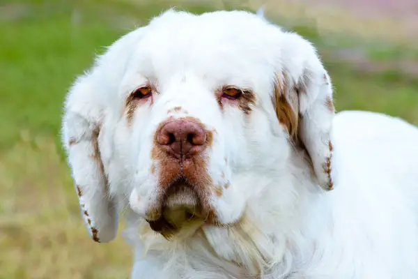 Clumber Spaniel Facts