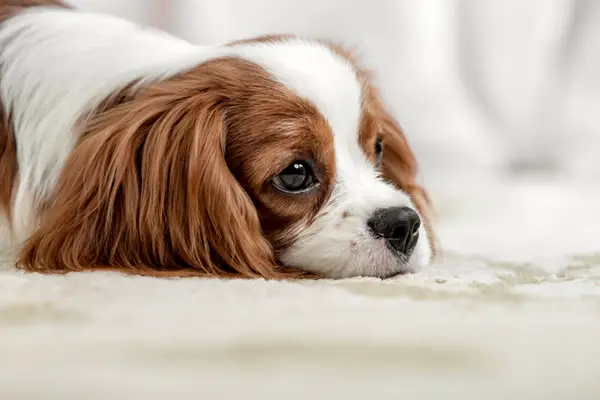 English Toy Spaniel Care