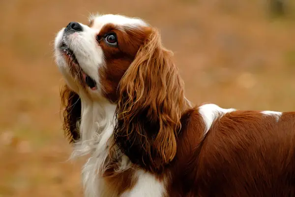 English Toy Spaniel Dog Breed