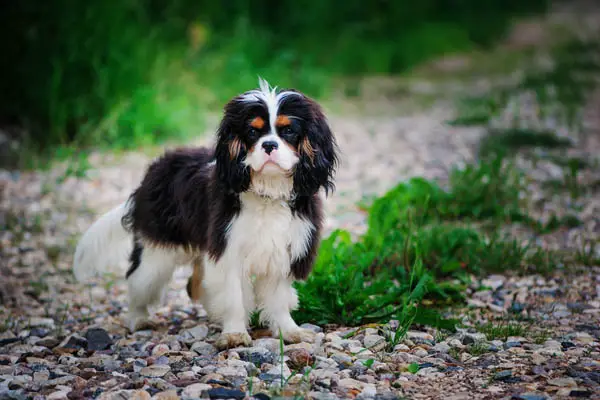 English Toy Spaniel Facts