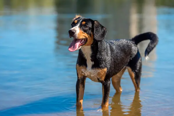 Entlebucher Mountain Dog Breed