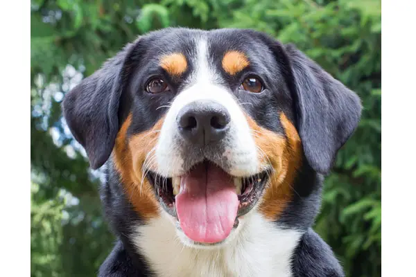 Entlebucher Mountain Dog Care Requirements