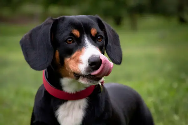 Entlebucher Mountain Dog Facts