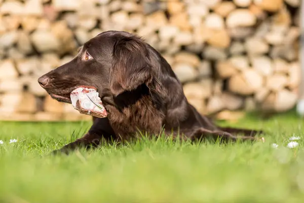 Field Spaniel Care