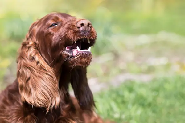 Field Spaniel Dog Breed