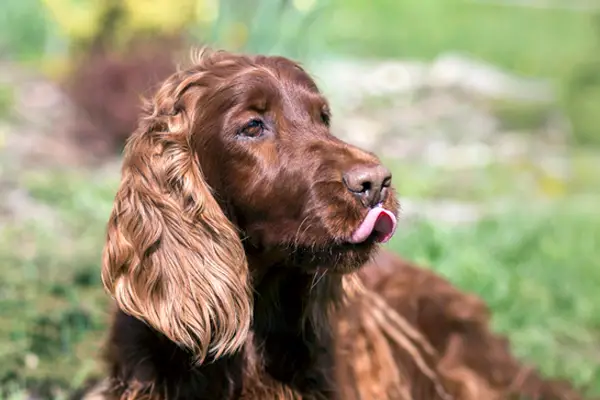 Field Spaniel Facts