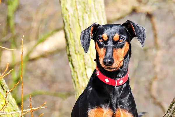 German Pinscher Breed