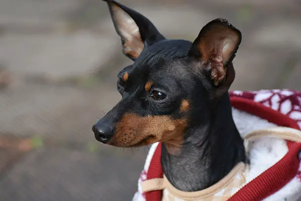 German Pinscher Dog