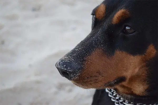 German Pinscher