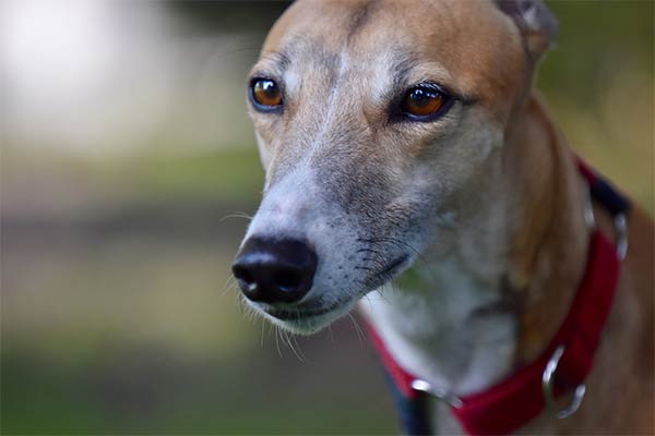 Greyhound Breed