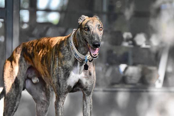 Greyhound Dog