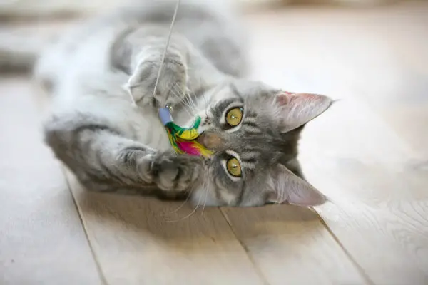 How Do I Keep My Indoor Cat Entertained? - Furry Friends Gear