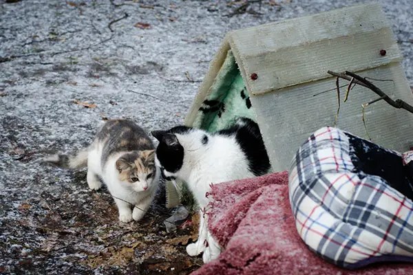 How to get outdoor cats to go in a cat house for warmth