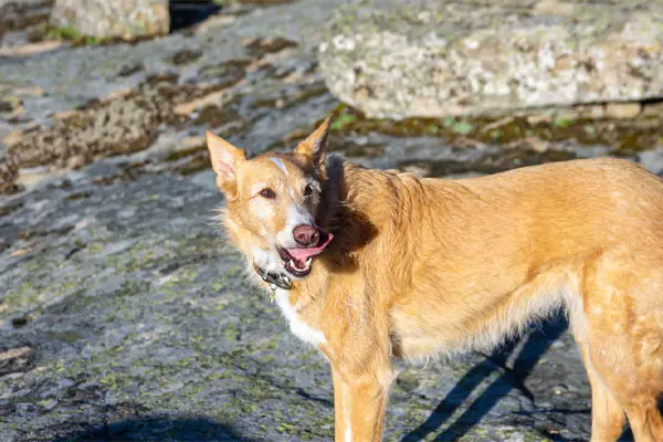 Ibizan Hound Dog Breed