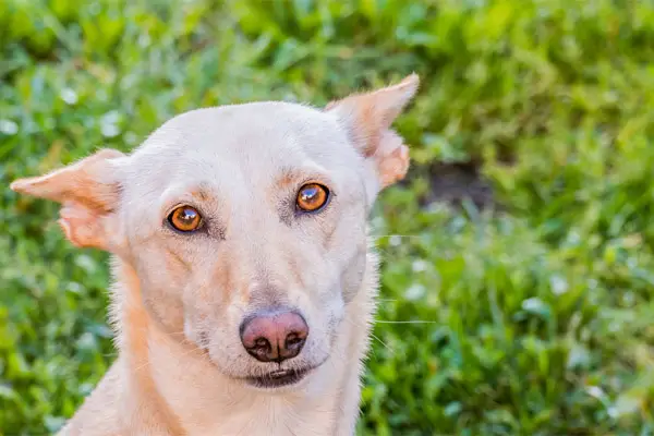 Ibizan Hound Facts