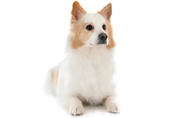 Icelandic Sheepdog Breed