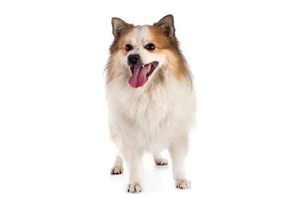 Icelandic Sheepdog Care Requirements