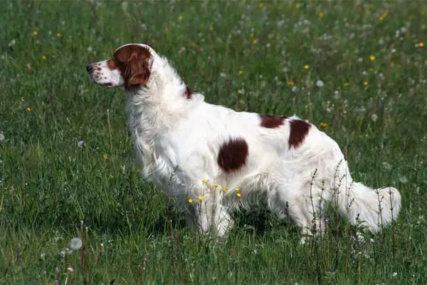 Irish Red and White Setter Care