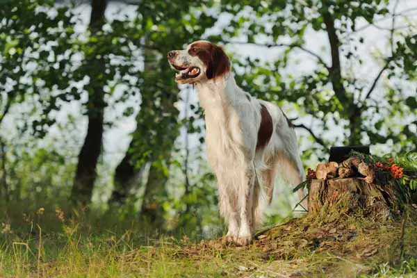 Irish Red and White Setter Dog Breed