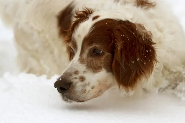 Irish Red and White Setter Facts