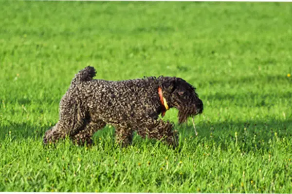 Kerry Blue Terrier Care