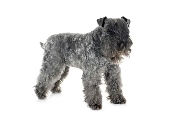 Kerry Blue Terrier Dog Breed