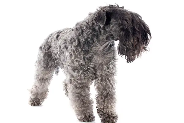 Kerry Blue Terrier Facts