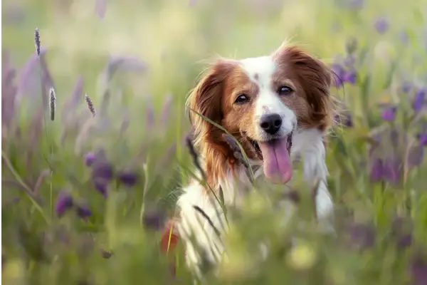 Kooikerhondje Dog Breed