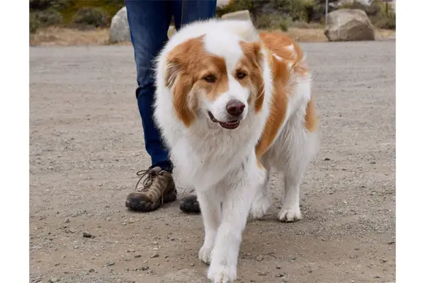 Kooikerhondje Dog Care