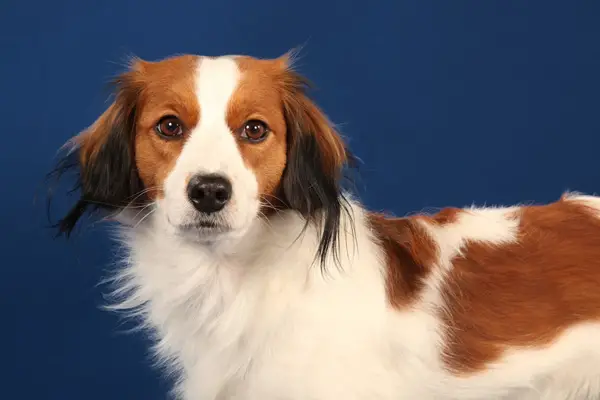 Kooikerhondje Facts