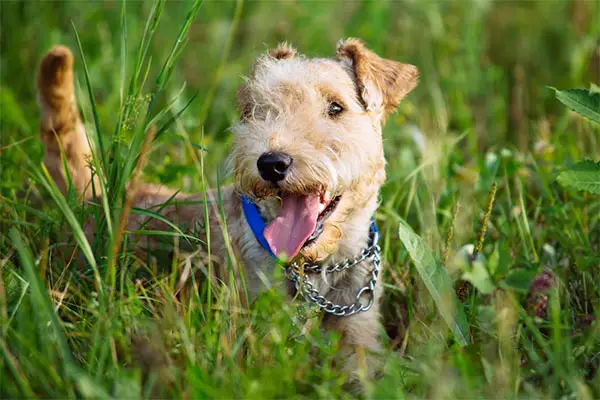 lakeland terrier coat