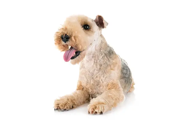 Lakeland Terrier Dog Breed