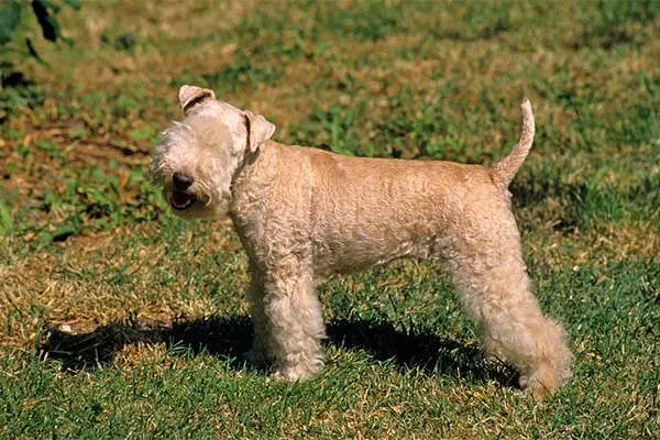 Lakeland Terrier Facts