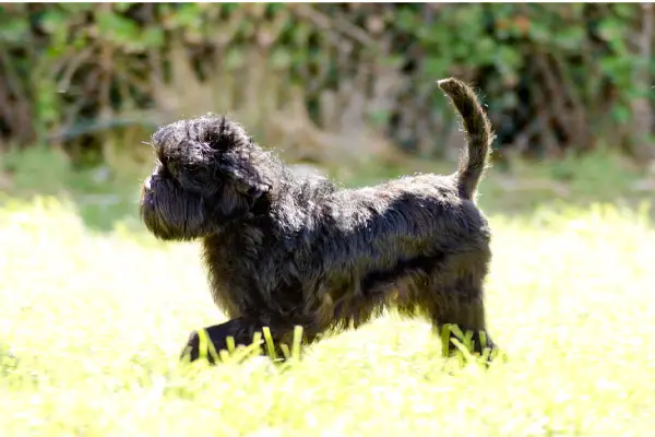 Monkey Terrier