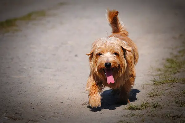 are norfolk terriers cuddly