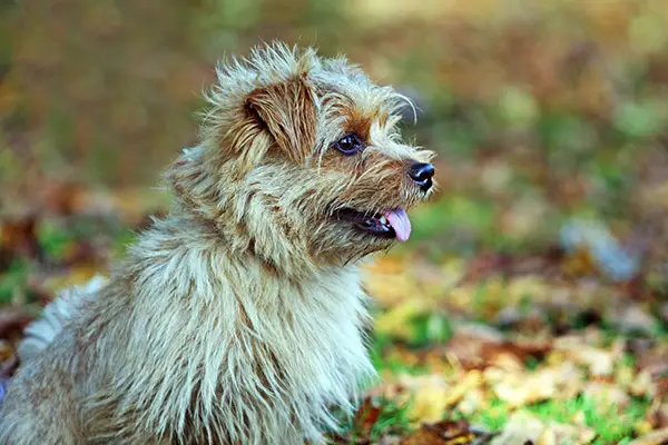 Norfolk Terrier Dog