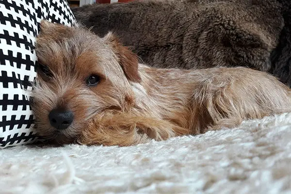 are norfolk terriers cuddly