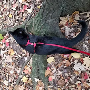 PUPTECK H-Style Cat Harness Review