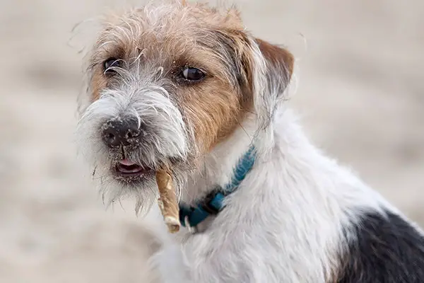 Parson Russell Terrier Breed