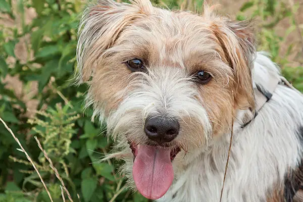 Parson Russell Terrier Dog