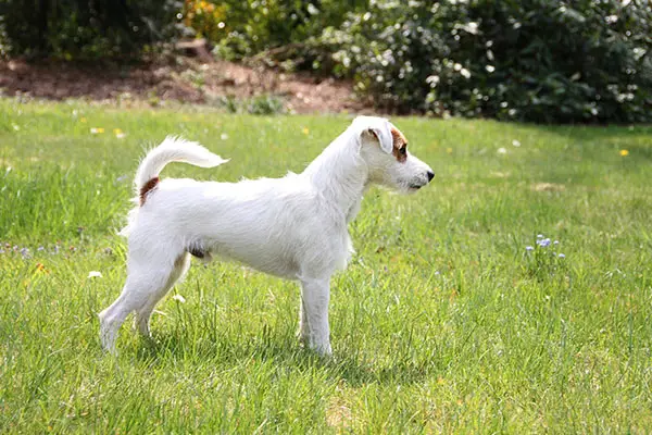 Parson Russell Terrier