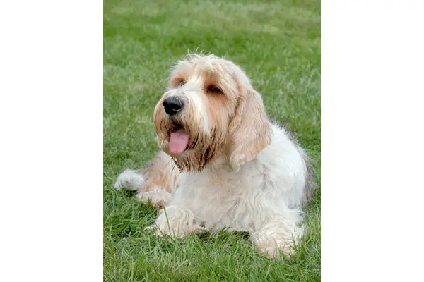 Petit Basset Griffon Vendéen Care Requirements