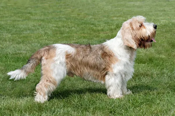 Petit Basset Griffon Vendéen Dog Breed
