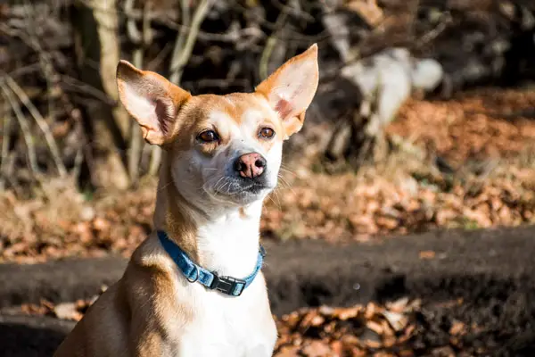 Portuguese Podengo Dog Breed