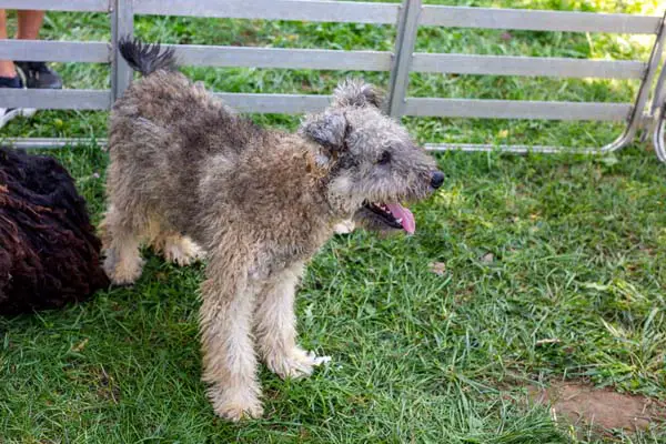 Pumi Dog Breed