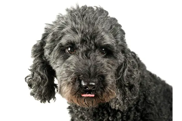 Pumi Dog Care